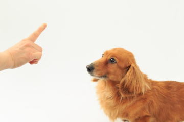 dog42