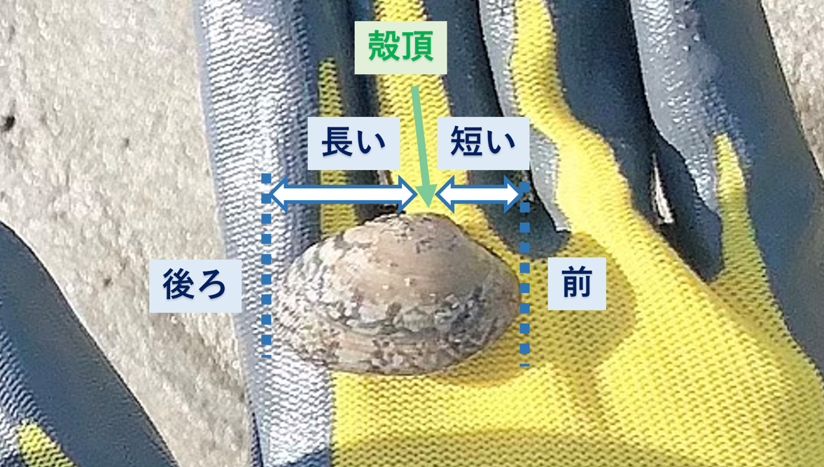 ただ何となく掘っていませんか?誰かに話したくなるアサリの生態 : チーム森田の“天気で斬る!”