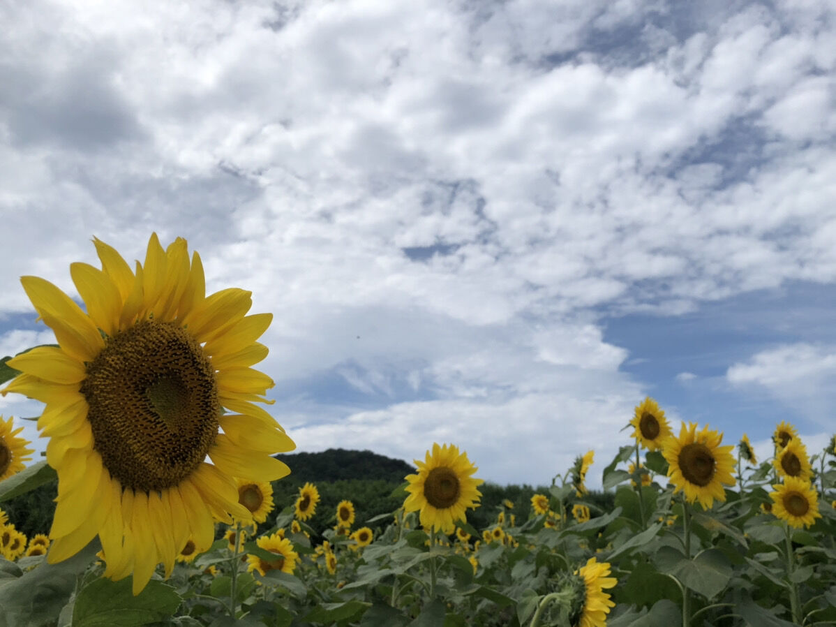 ひまわりの花は太陽の方を向かない チーム森田の 天気で斬る