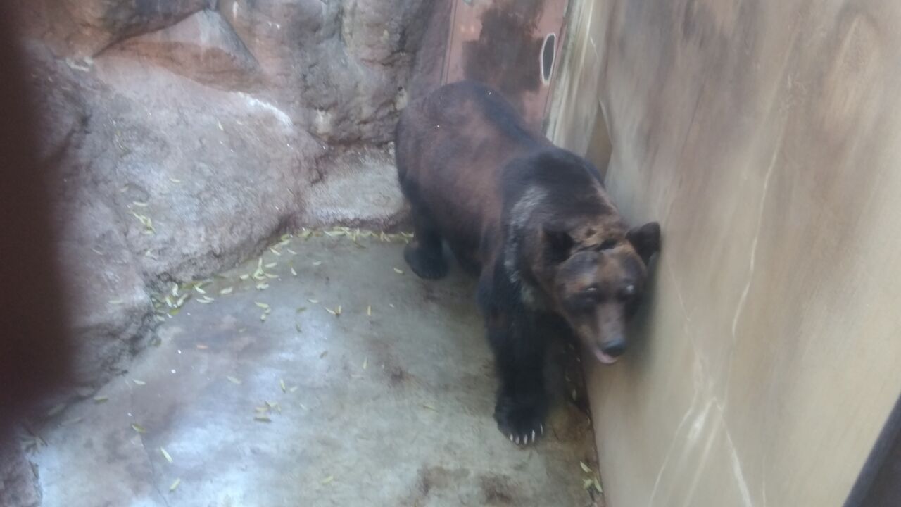 温暖化 されど シロクマは滅びず チーム森田の 天気で斬る 温暖化 されど シロクマは滅びず チーム森田の 天気で斬る