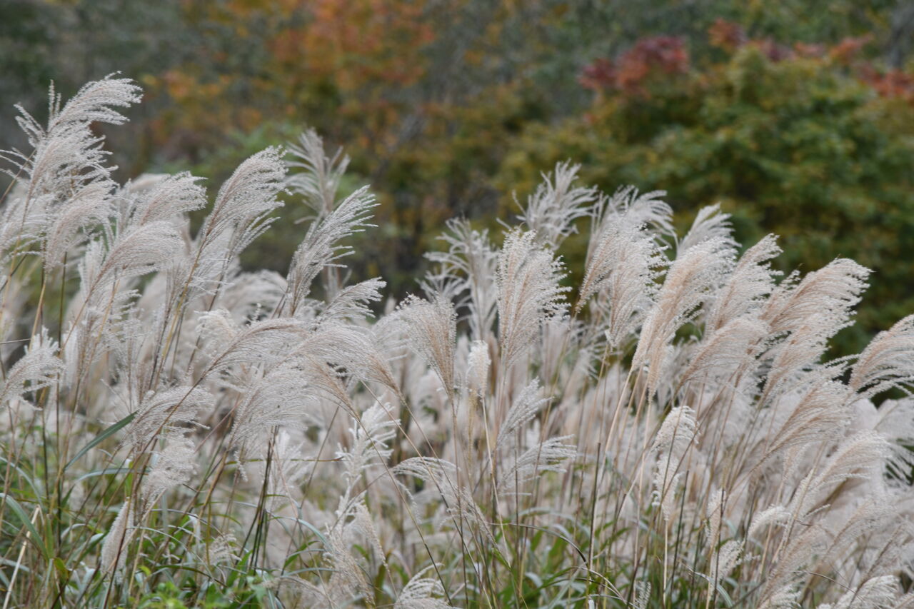 お化けなススキ チーム森田の 天気で斬る