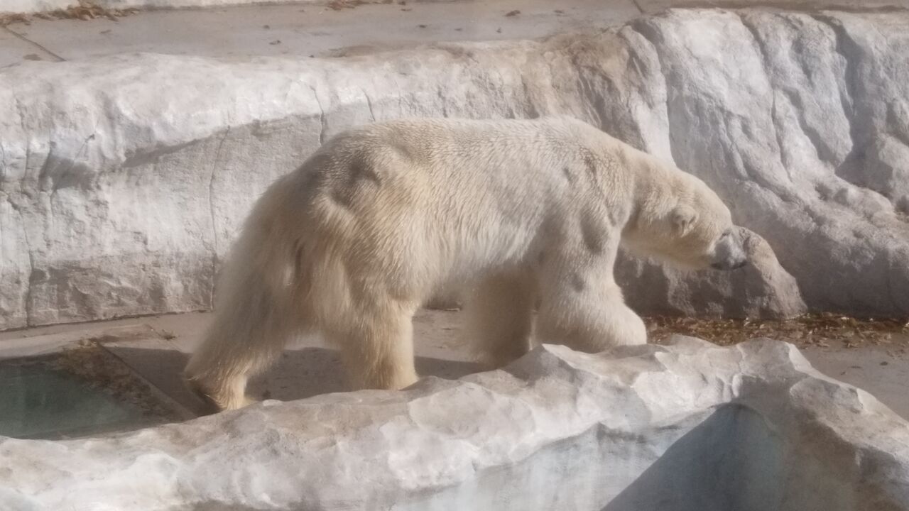 温暖化 されど シロクマは滅びず チーム森田の 天気で斬る 温暖化 されど シロクマは滅びず チーム森田の 天気で斬る
