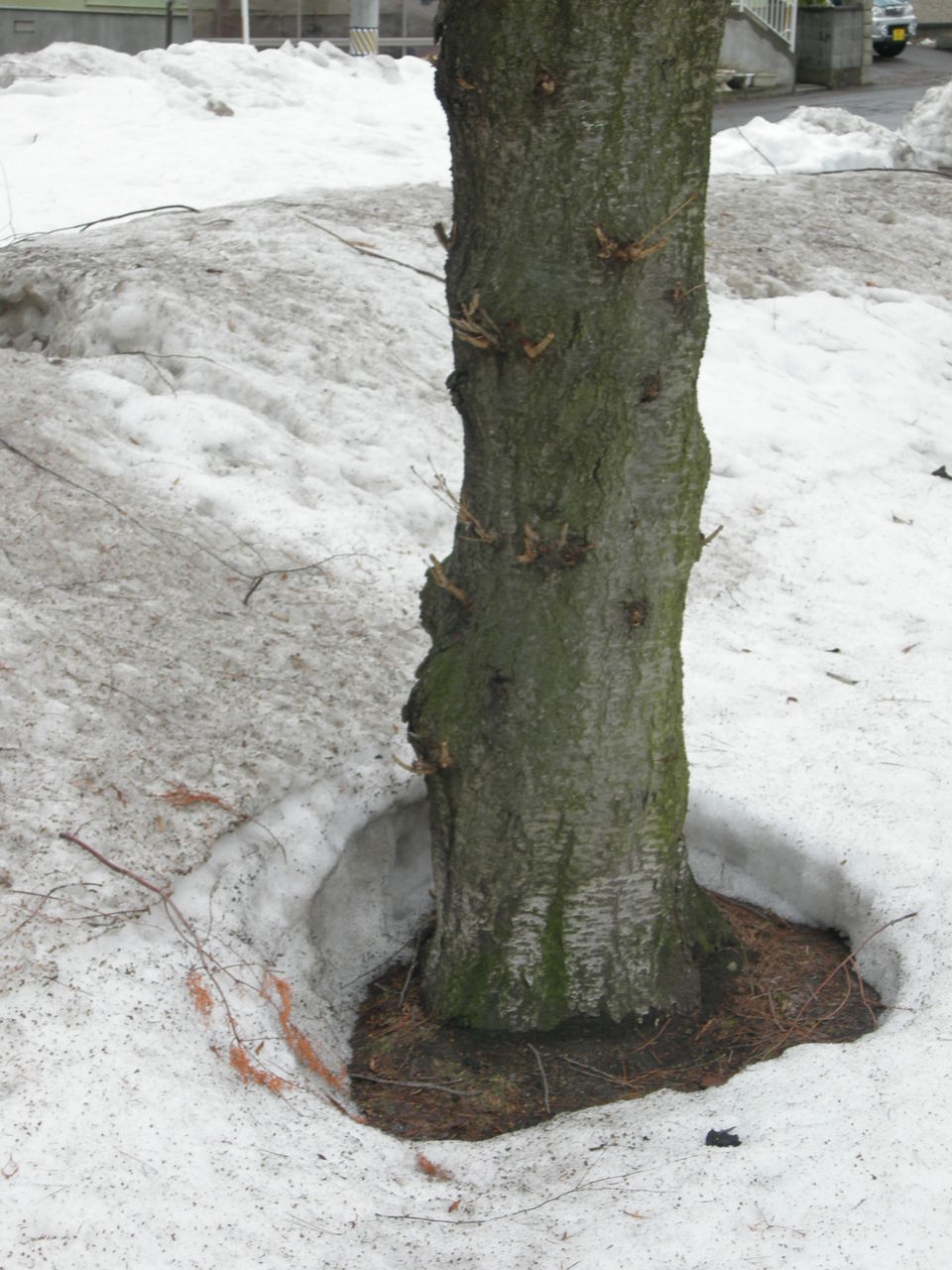 いよいよ 積雪がなくなりました チーム森田の 天気で斬る いよいよ 積雪がなくなりました チーム森田の 天気で斬る