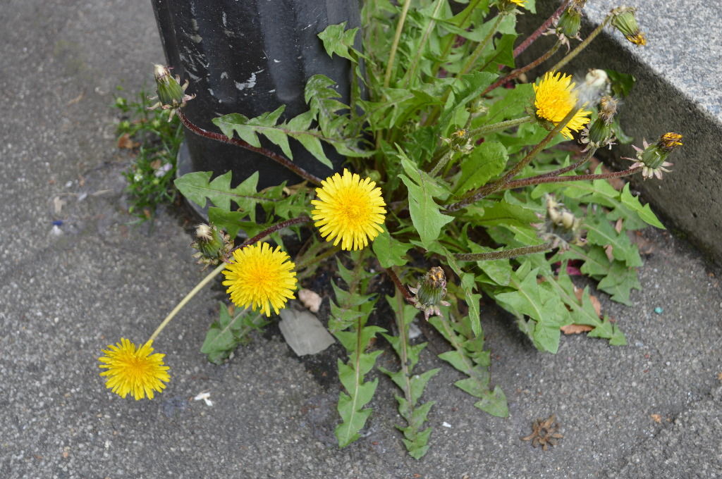知っているようで知らないタンポポ : チーム森田の“天気で斬る！”