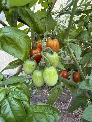 tomato