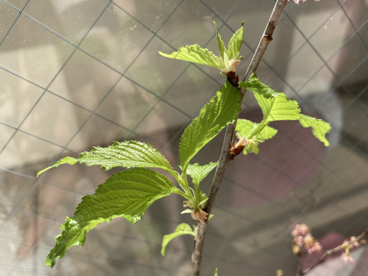桜の季節 花が散り出てくる葉っぱ チーム森田の 天気で斬る