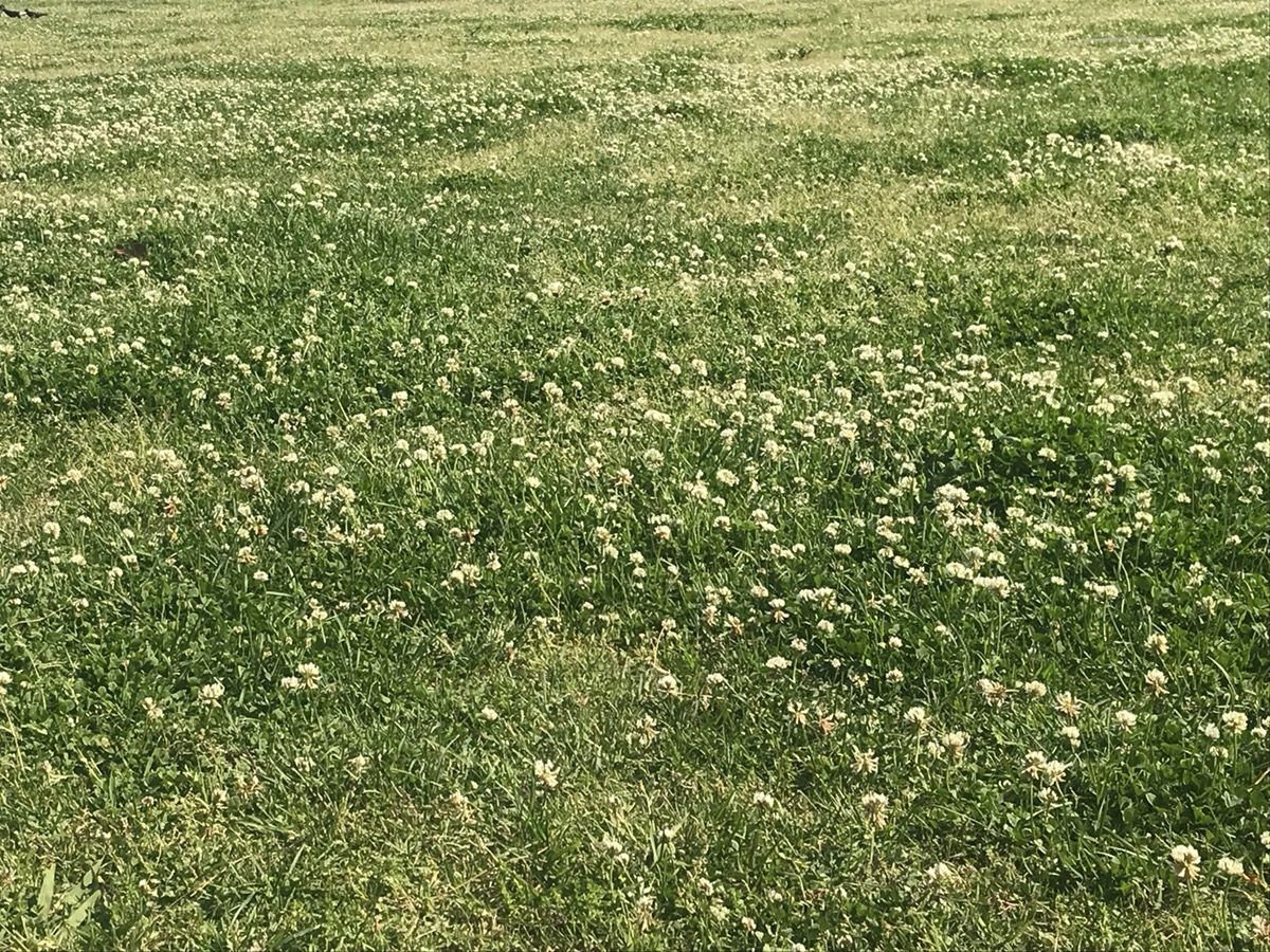 ぐずつく天気は雨降り花を摘んだから チーム森田の 天気で斬る