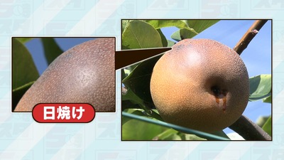 ナシ画像⑪