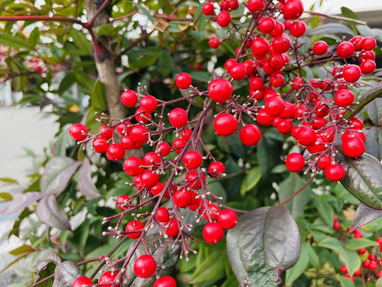 岩手山の笠雲 かさぐも チーム森田の 天気で斬る
