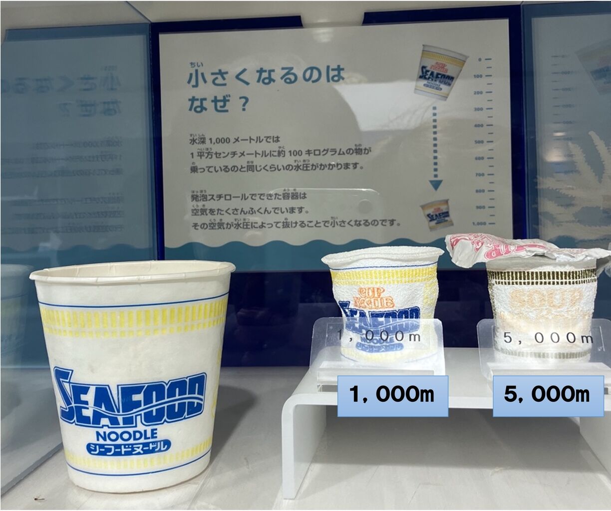 深海 水圧実験体 6個セット なぜ深海魚は水圧で潰れないのか？ :