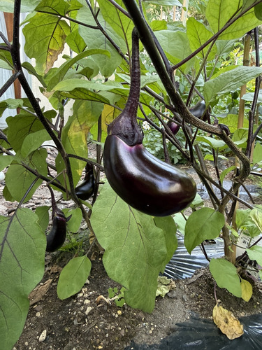 eggplant