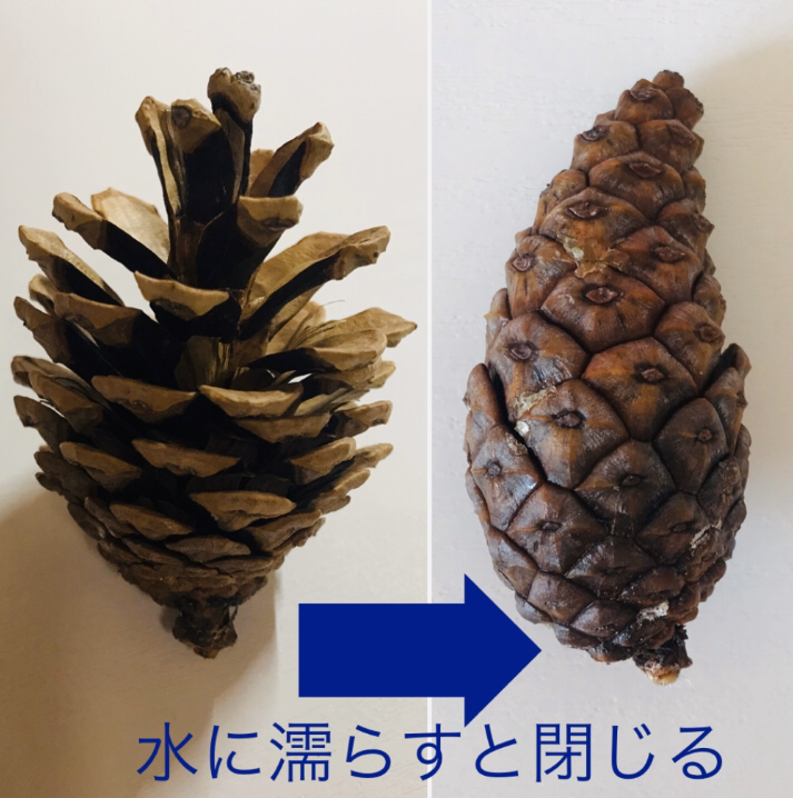 松ぼっくりの秘密 チーム森田の 天気で斬る