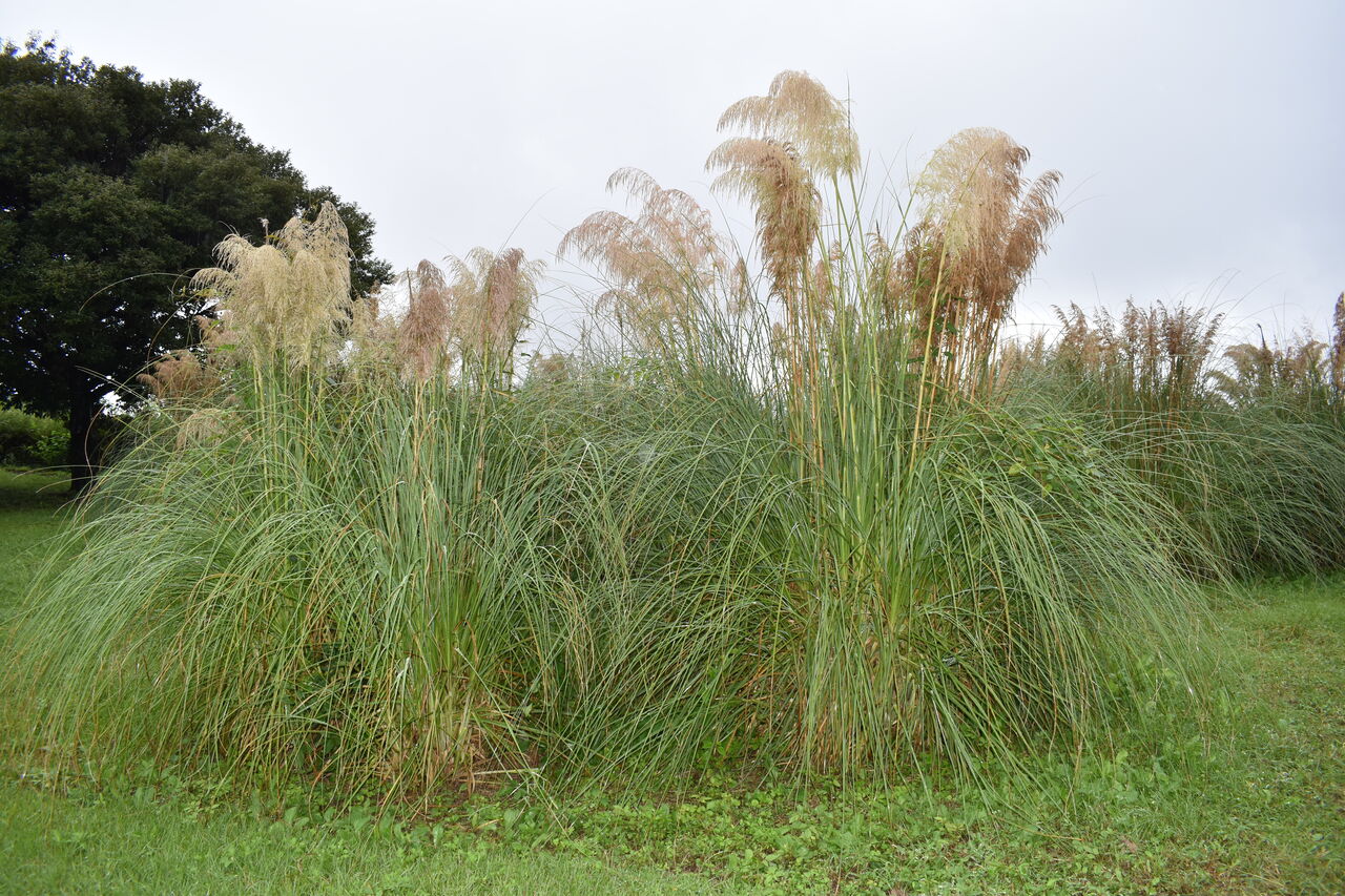 お化けなススキ チーム森田の 天気で斬る