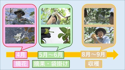 梨取材の時系列