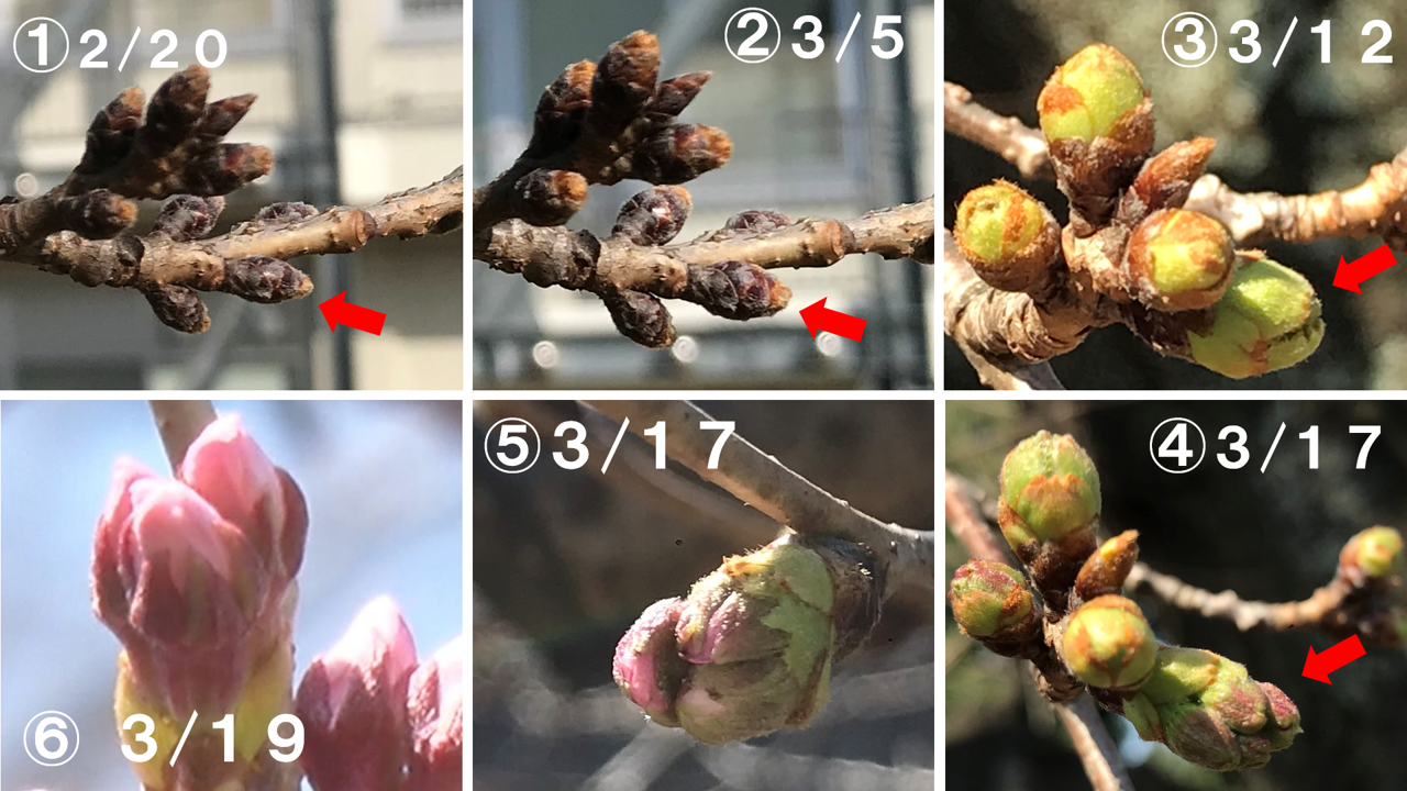 太陽は４分 桜はあと少し チーム森田の 天気で斬る