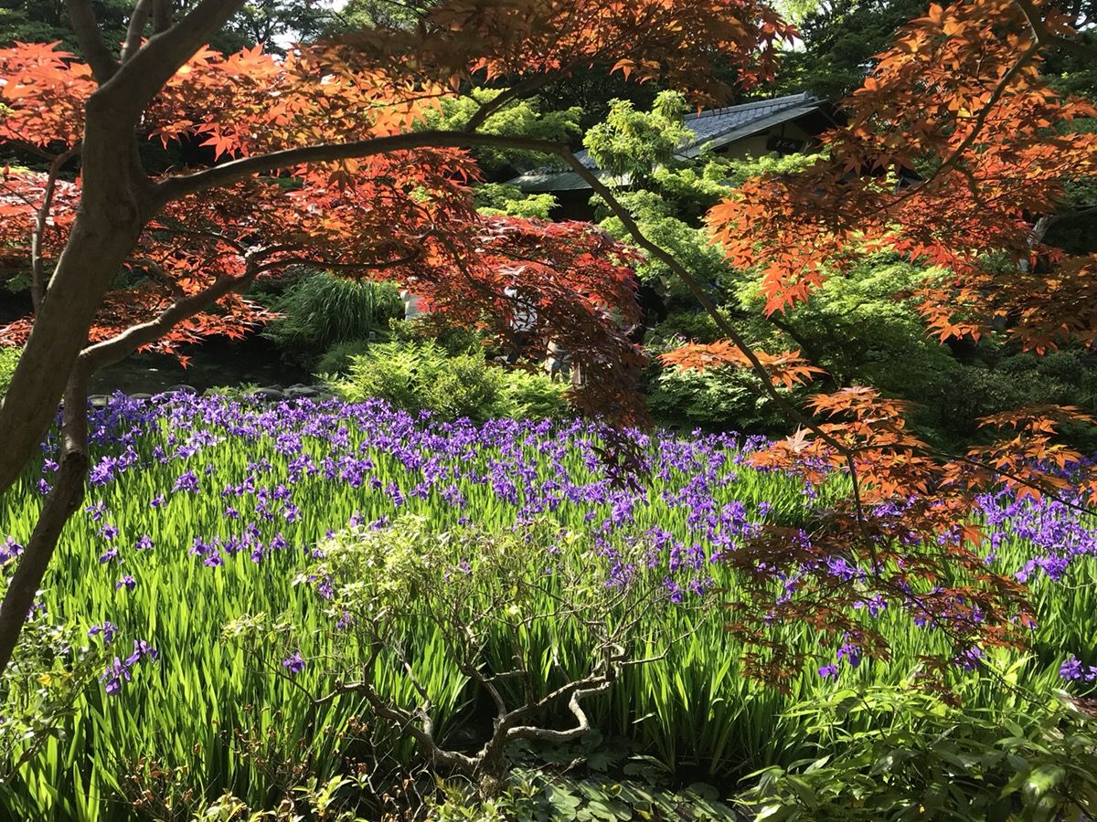 秋に向けて 春のもみじ成長中 チーム森田の 天気で斬る 秋に向けて 春のもみじ成長中 チーム森田の 天気で斬る