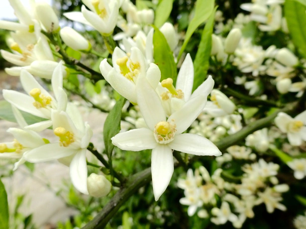 みかんの花 秋の天候との関係 チーム森田の 天気で斬る