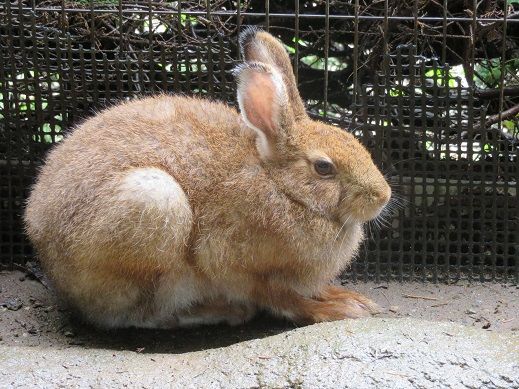 トウホクノウサギの衣替え完了 チーム森田の 天気で斬る