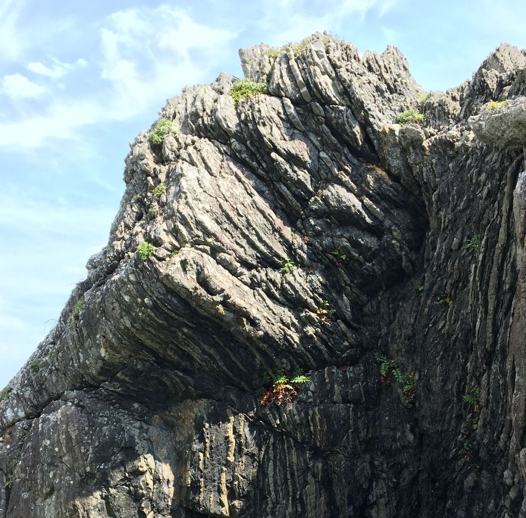 風が強い室戸岬に生息する植物 チーム森田の 天気で斬る