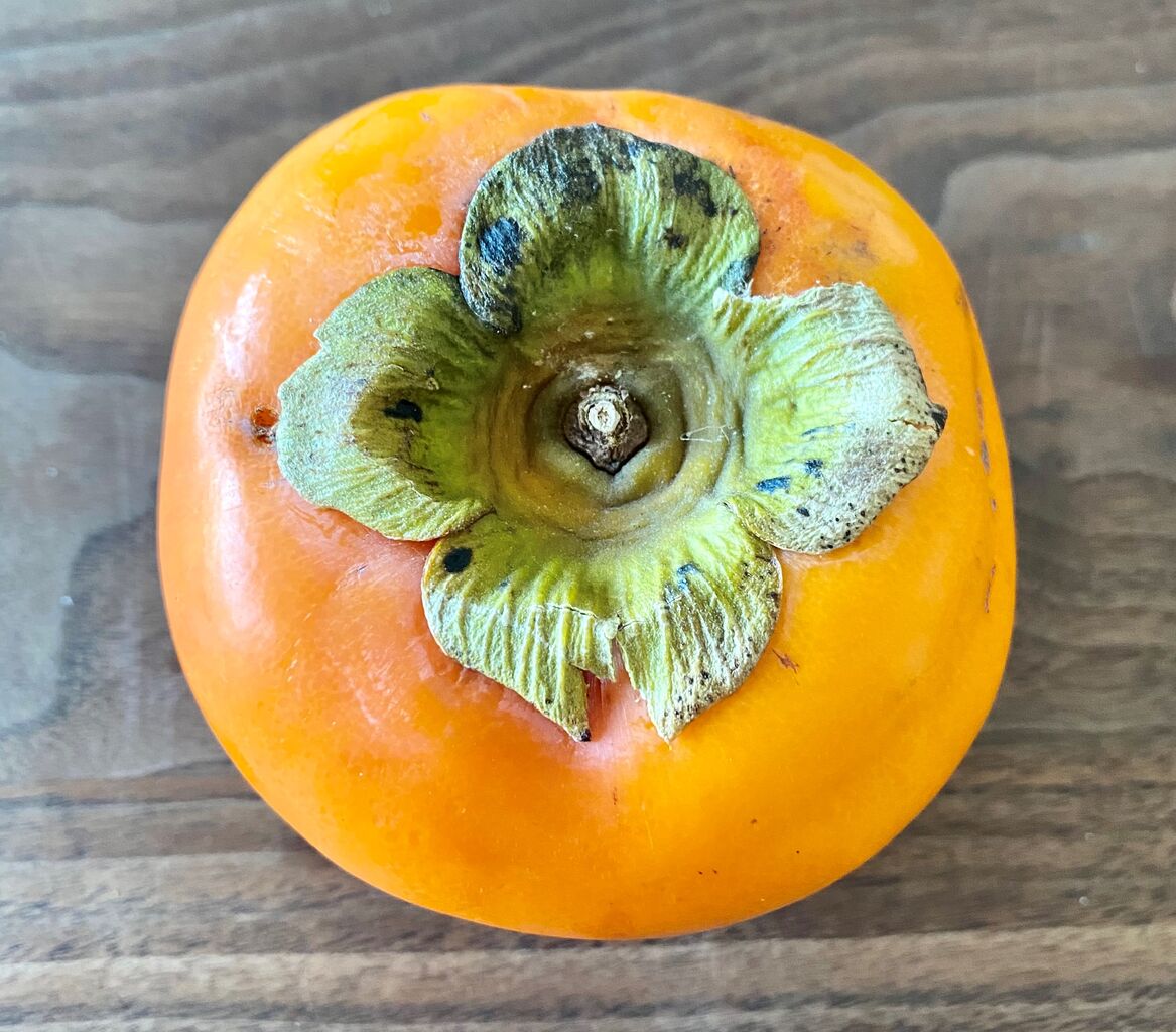 岐阜県の名産を守る霜注意報 チーム森田の 天気で斬る