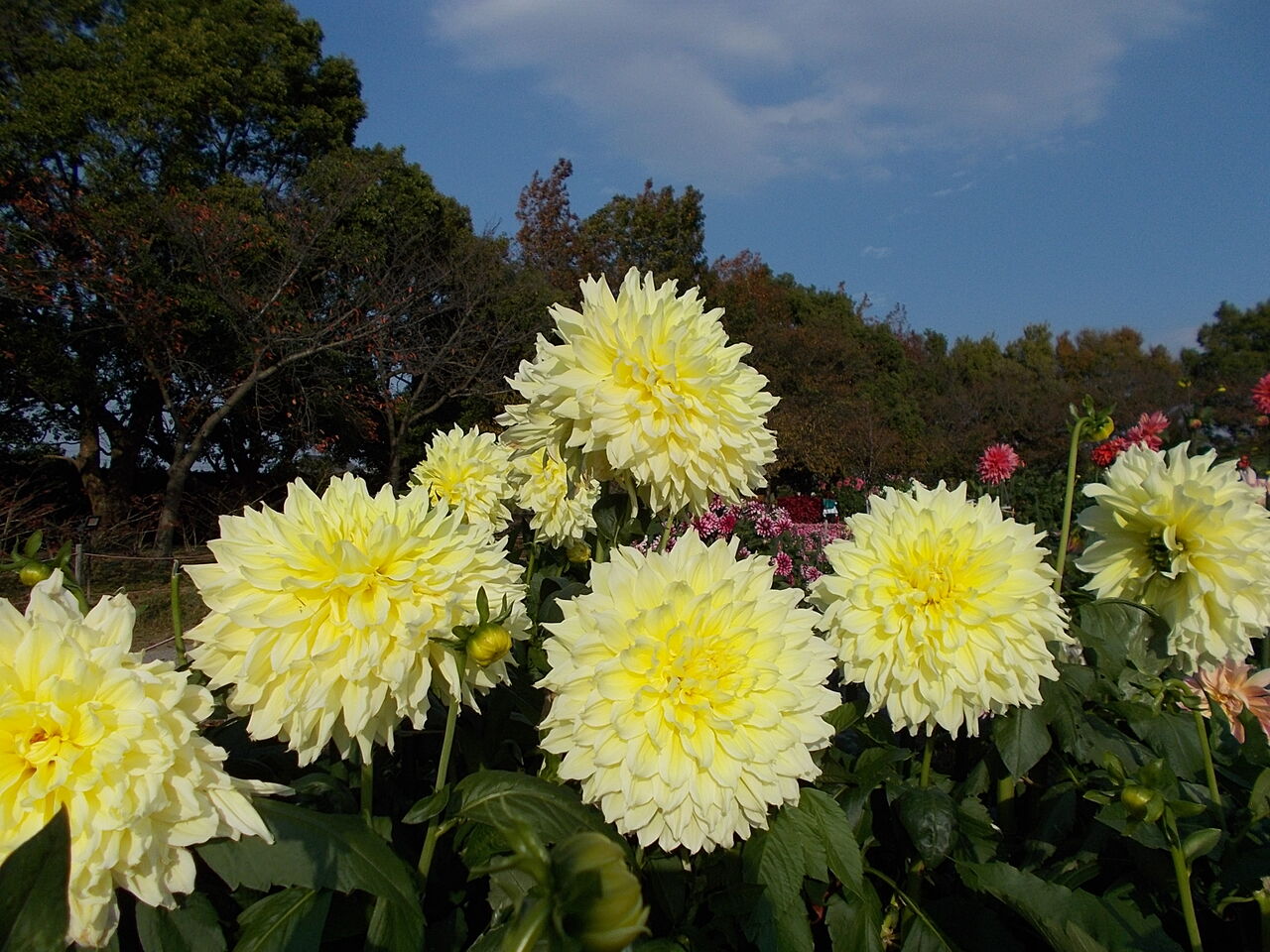 大恋愛 ダリアで楽しむ品種名 チーム森田の 天気で斬る 大恋愛 ダリアで楽しむ品種名 チーム森田の 天気で斬る