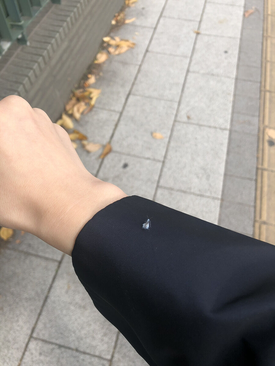 雪虫が繋ぐ命のリレー チーム森田の 天気で斬る