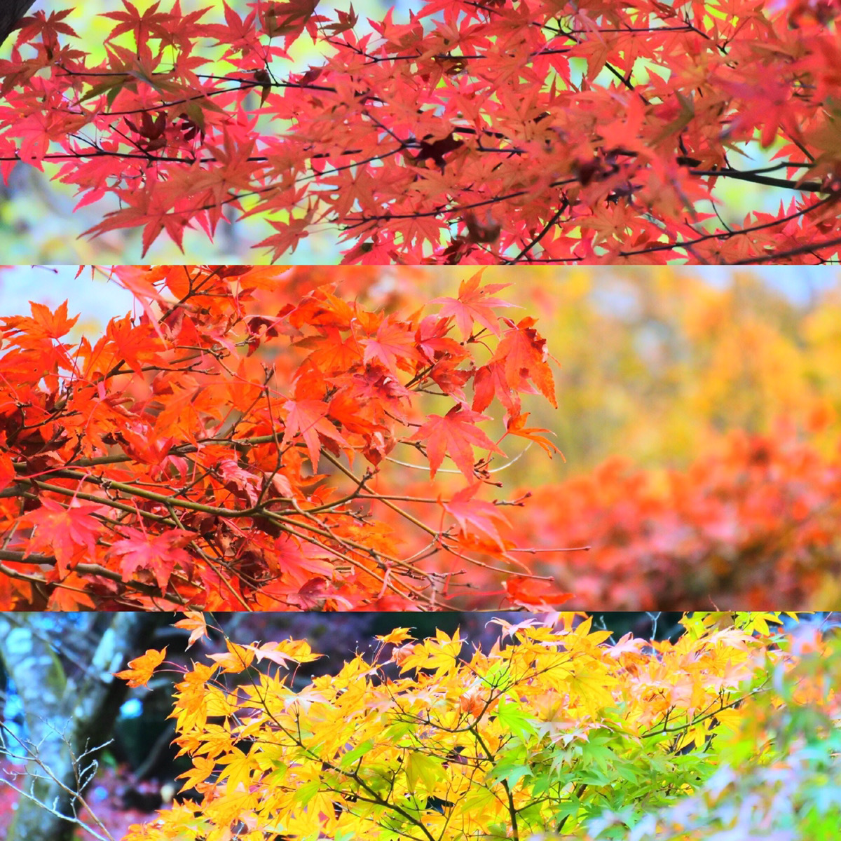 秋の色 地域の色 チーム森田の 天気で斬る