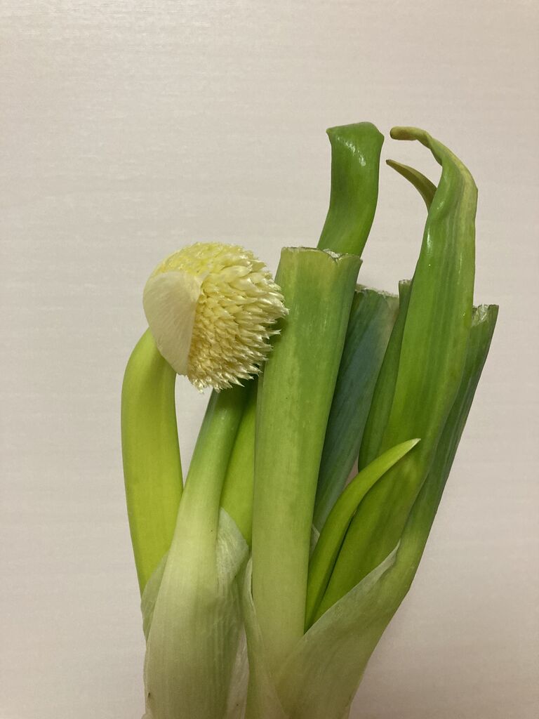 ネギ坊主みつけた チーム森田の 天気で斬る