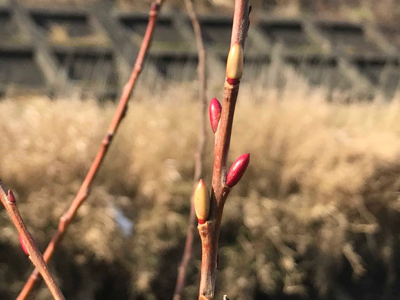 ネコヤナギに異変 チーム森田の 天気で斬る