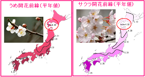 桜満開のあとに梅 チーム森田の 天気で斬る 桜満開のあとに梅 チーム森田の 天気で斬る