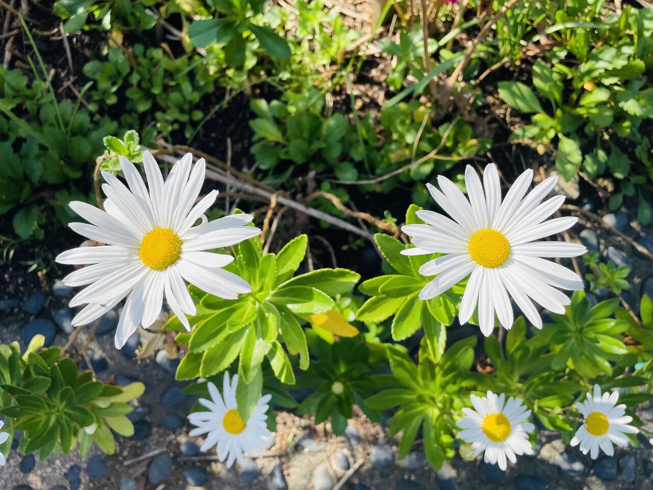 復興の花 ハマギク チーム森田の 天気で斬る 復興の花 ハマギク チーム森田の 天気で斬る