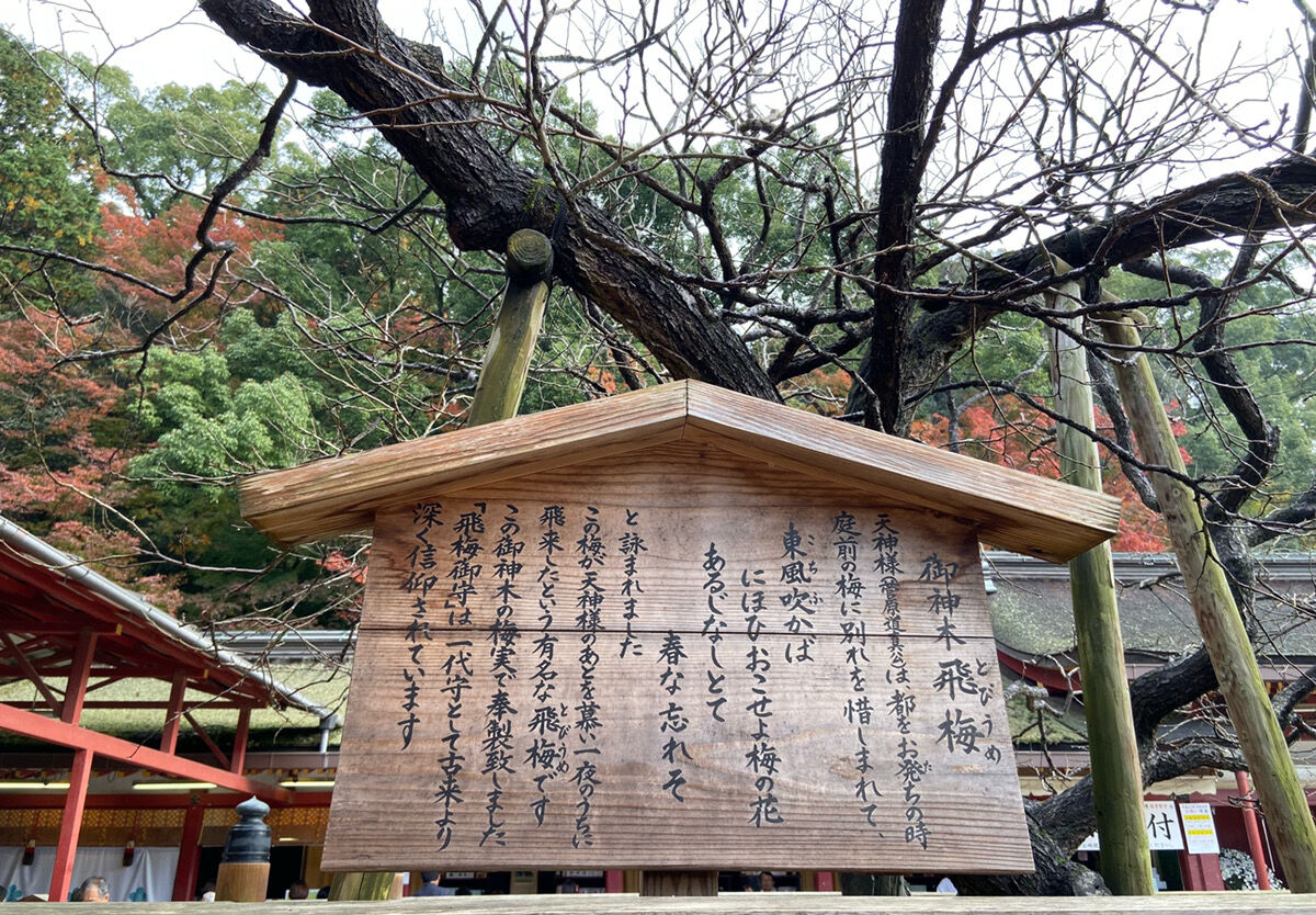 受験シーズン 天満宮と梅の関係 チーム森田の 天気で斬る