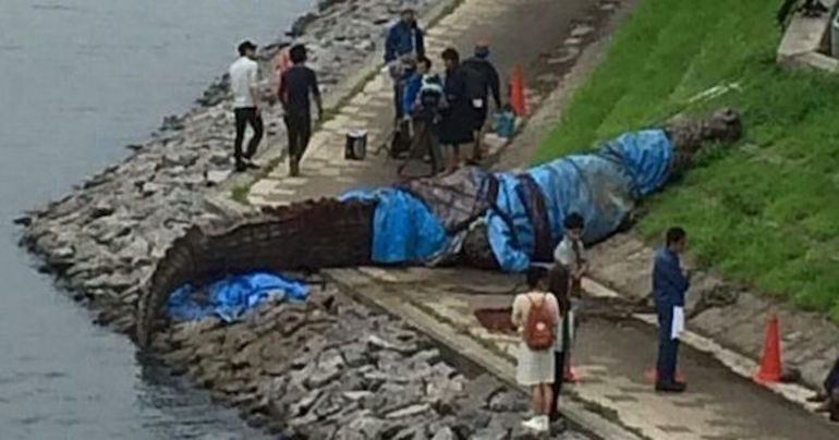 前兆なのか 東京で全長8メートルの超巨大ワニが発見される あはニュース 前兆なのか 東京で全長8メートルの超巨大ワニが発見される あはニュース