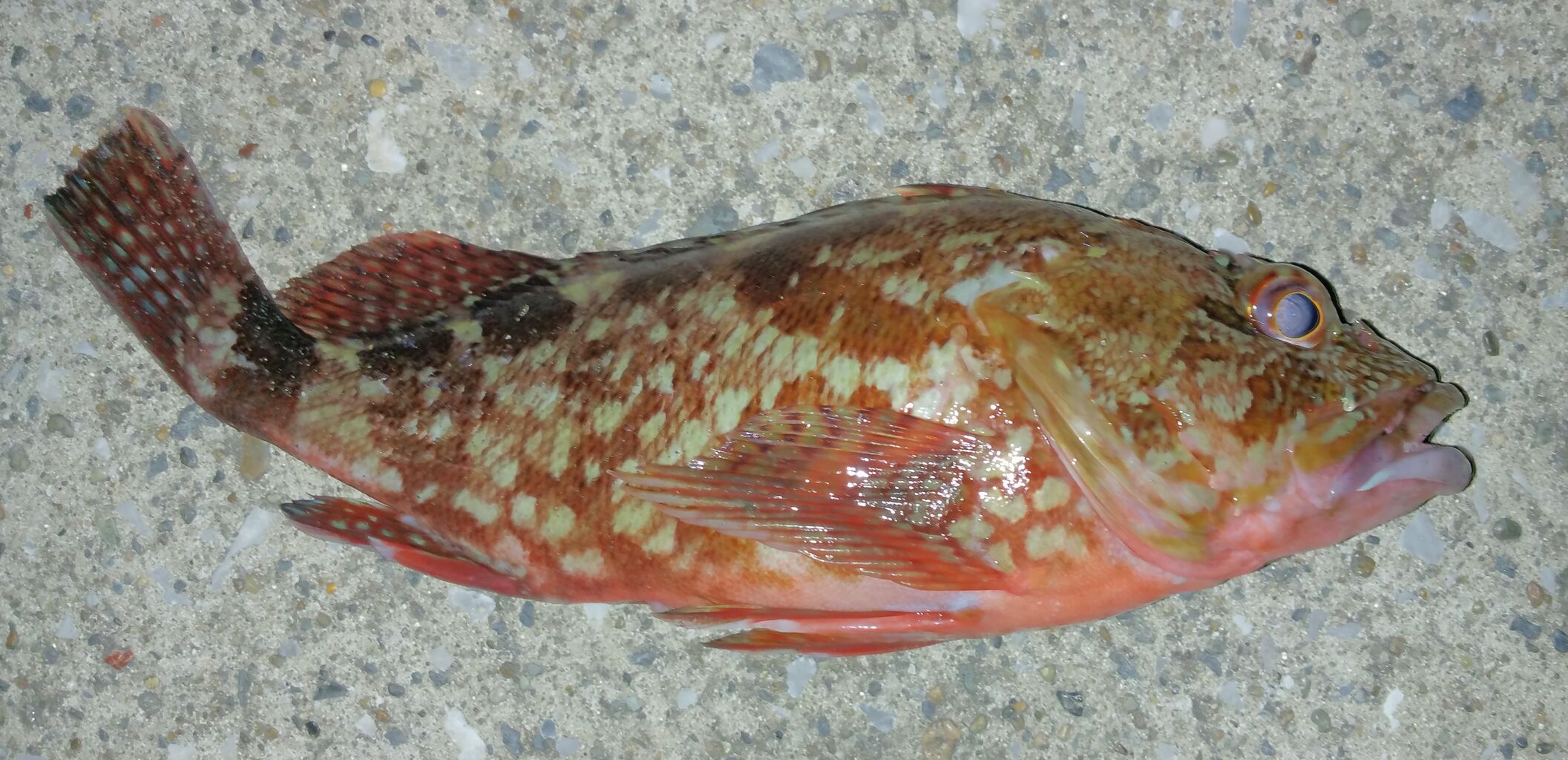 外道 木工好きの釣りオタク