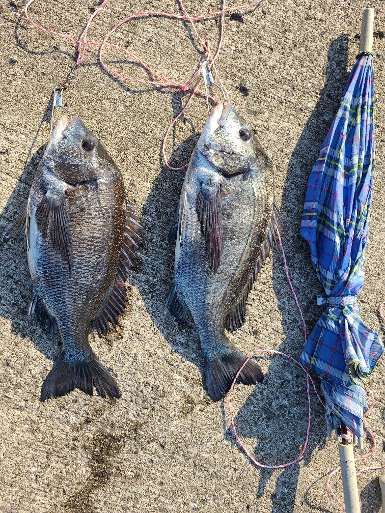 ノッコミの夜 釣り チヌ 木工好きの釣りオタク