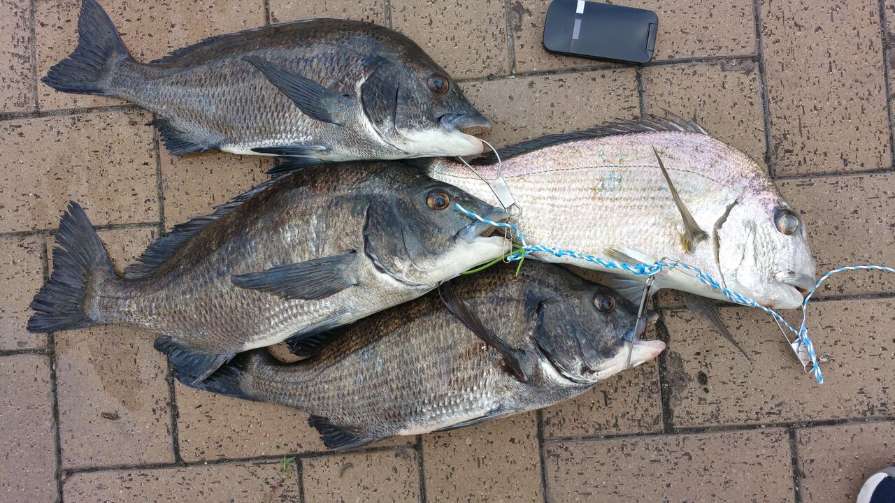 チヌ様の口 木工好きの釣りオタク