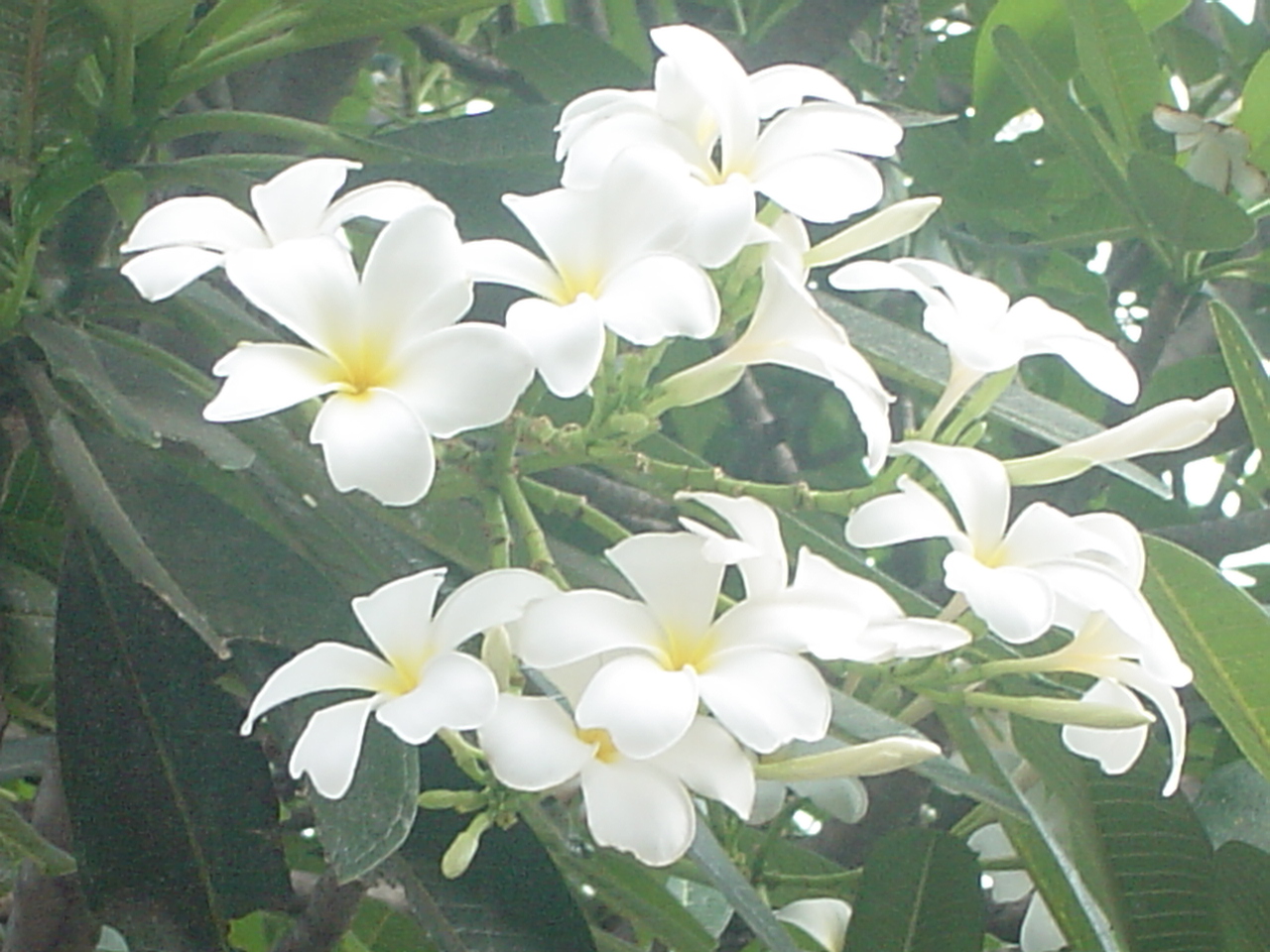 白い花の名前教えて Wuqipi ウーキーピー へようこそ