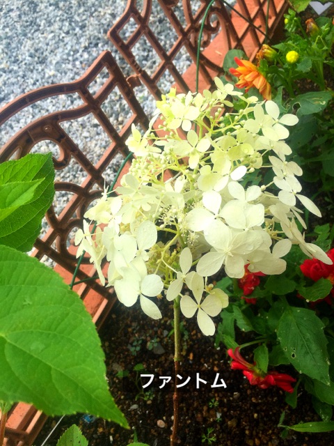 ファントムとシルバーダラーの違い ぶきっちょみかんの花育て野菜育てワンコ育て ファントムとシルバーダラーの違い ぶきっちょみかんの花育て野菜育てワンコ育て