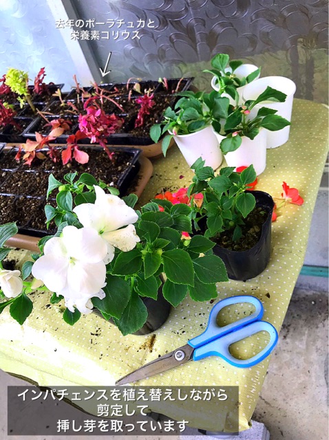 挿し芽始めました ぶきっちょみかんの花育て野菜育てワンコ育て