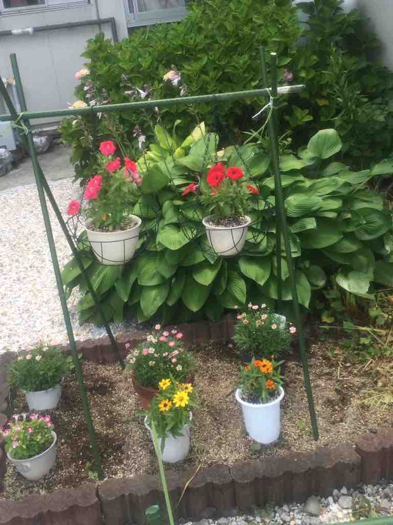 ダイソーで お買い物 ぶきっちょみかんの花育て野菜育てワンコ育て