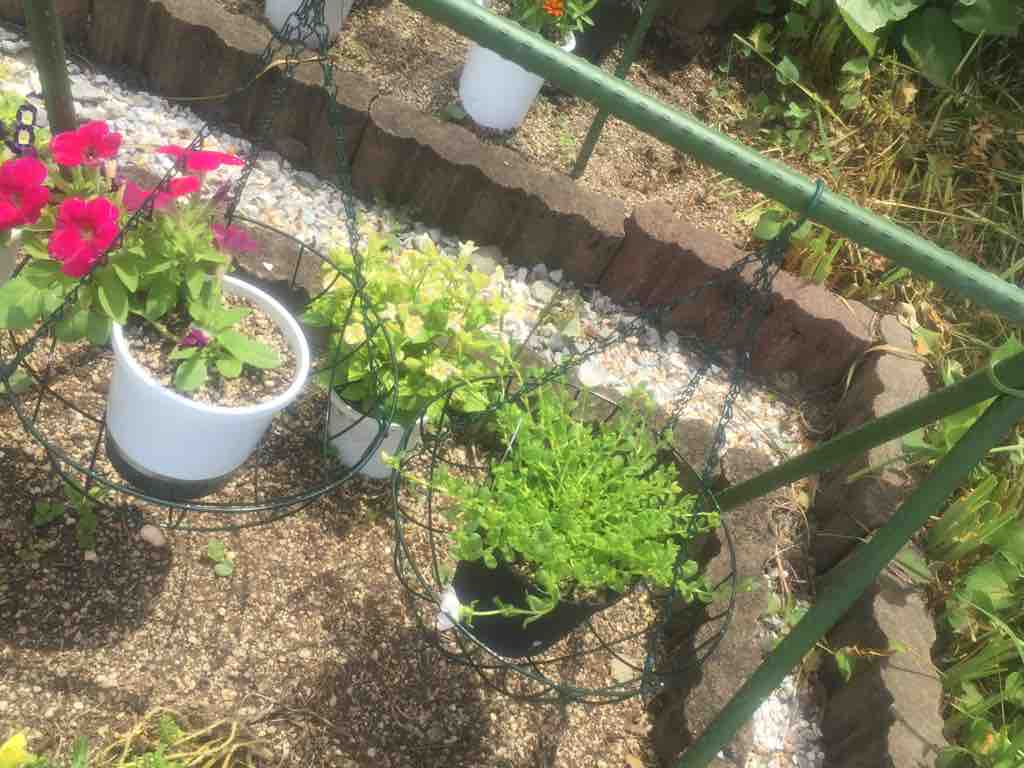 ダイソーで お買い物 ぶきっちょみかんの花育て野菜育てワンコ育て