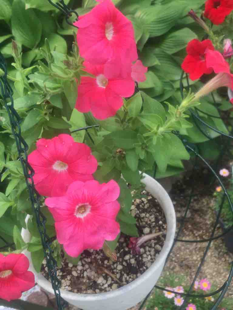 ダイソーで お買い物 ぶきっちょみかんの花育て野菜育てワンコ育て