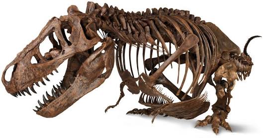 シャチの骨格がこんなのなのに恐竜の見た目想像がアレってアレじゃない 今北産業速報 シャチの骨格がこんなのなのに恐竜の見た目想像がアレってアレじゃない 今北産業速報