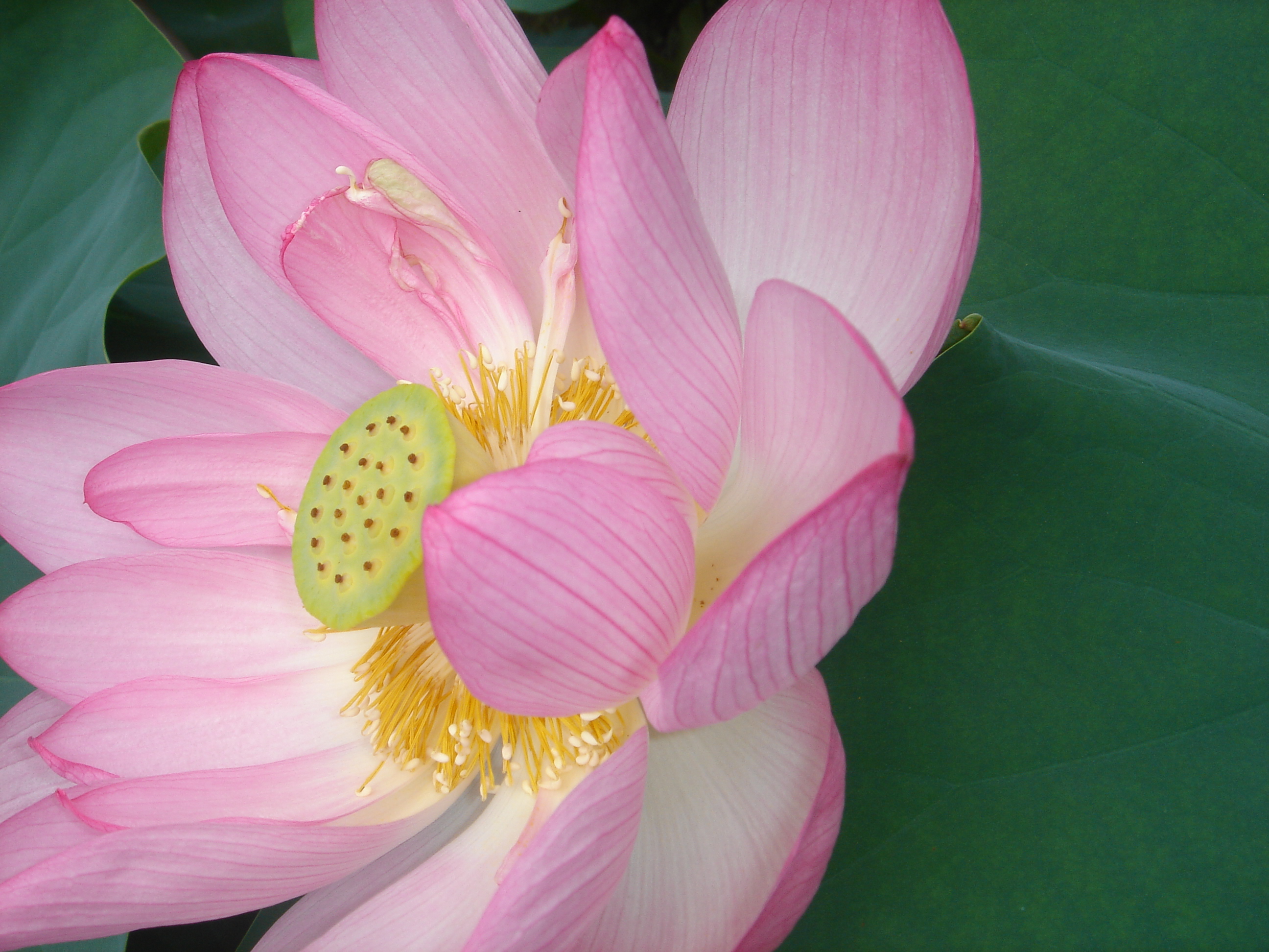 極楽に咲く花の世界覗いてみる 花蝶風月