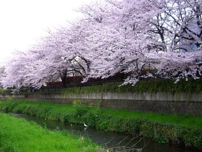 桜の樹