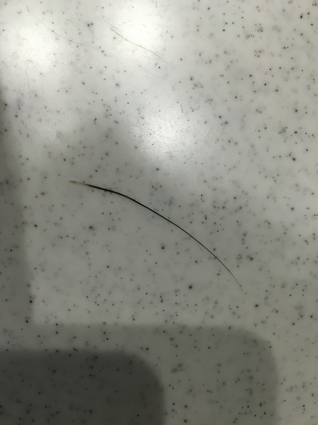 ヒゲが抜けた 普通抜けるの 初めての柴犬生活 茶々日記