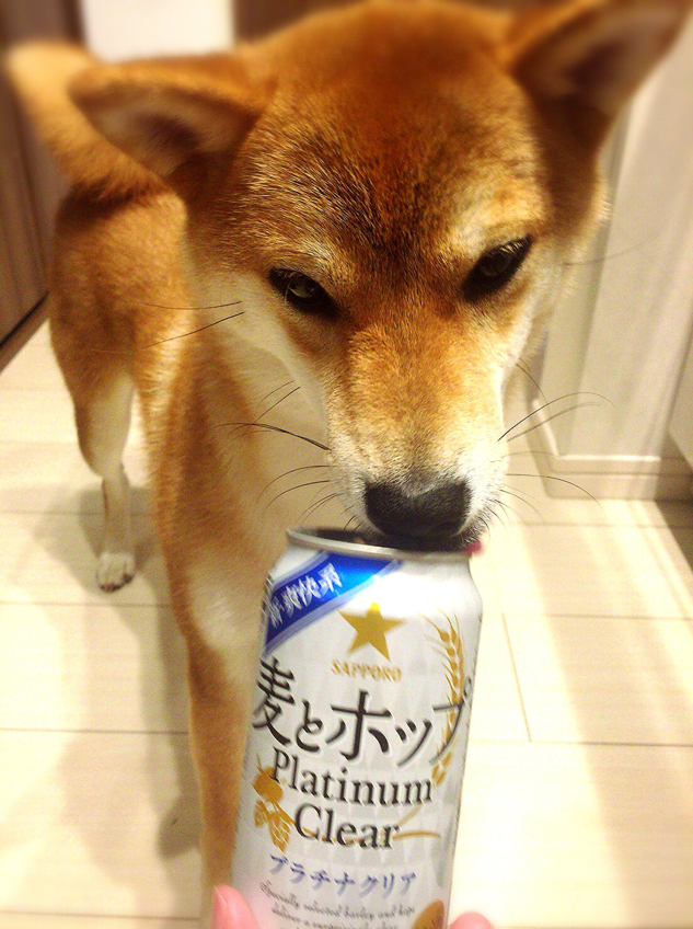 酒と茶々 初めての柴犬生活 茶々日記 酒と茶々 初めての柴犬生活 茶々日記