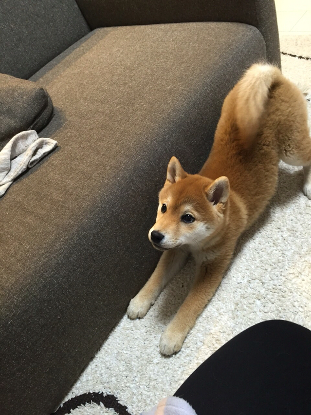 茶々ジャンプ 初めての柴犬生活 茶々日記
