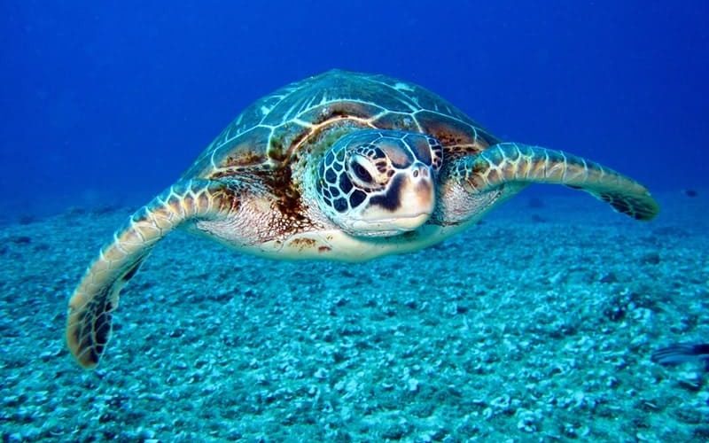 画像 ウミガメの口の中 グロすぎる 噛まれたら全身から血が吹き出して死ぬ模様ｗｗｗｗｗｗｗｗｗｗｗｗｗ アウトドアまとめちゃん