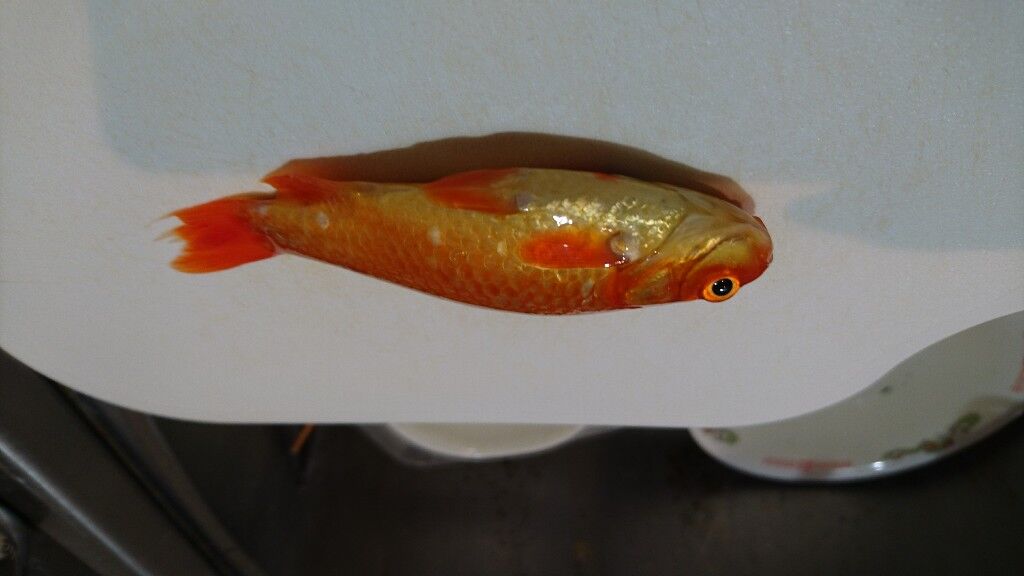 野生の金魚食べたけど質問ある アウトドアまとめちゃん 野生の金魚食べたけど質問ある アウトドアまとめちゃん